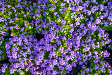 Array of purple flowers | Flower texture or background