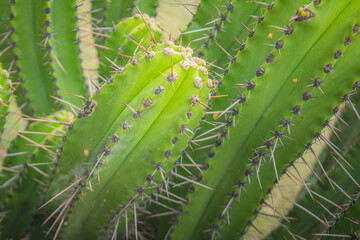 Increíble fotografía de un cactus en un día soleado.