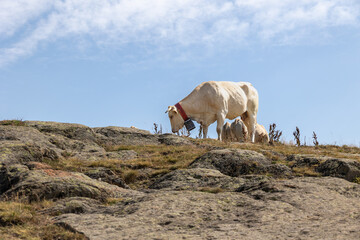 Les lacs d'Aïous et le Pic du midi d'Ossau, Pyrénées 2022