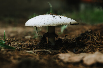 Close up of single Lactifluus vellereus mushroom in the wild