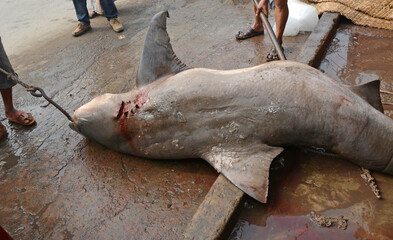 Hunters are killing sharks in the sea. Sharks are becoming extinct