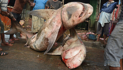 Hunters are killing sharks in the sea. Sharks are becoming extinct