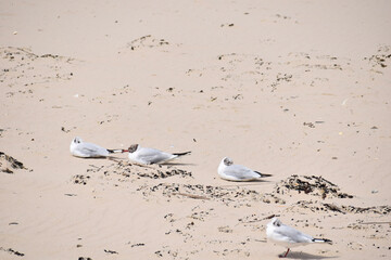 Four seagulls resting on a sandy beach surrounded by seaweed, enjoying a peaceful coastal atmosphere. The light sand and scattered vegetation create a natural scene.