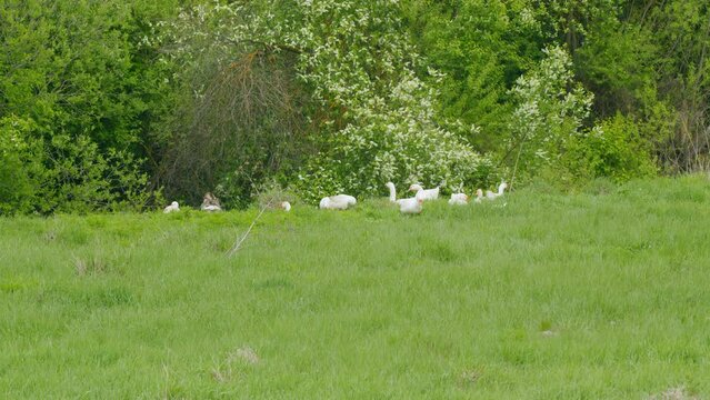 Large white geeses walk on green lawn in summer. Breeding domestic bird at poultry farming. Static view.