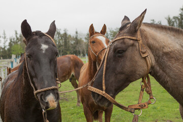 CABALLO EN CAMPO EN CORRAL