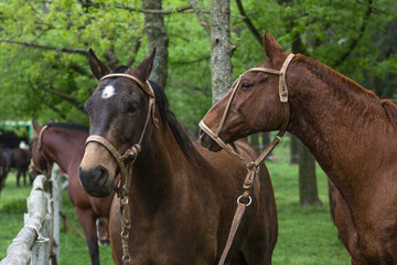 Obraz premium CABALLO EN CAMPO EN CORRAL