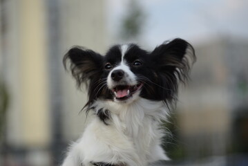 papillon dog, continental toy spaniel, black and white dog, tricolor, adjaliti, cute dog, dog muzzle, beautiful background, ears, dog eyes, healthy dog, papillon portrait, butterfly dog