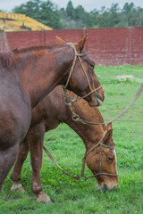 Fototapeta premium CABALLO EN CAMPO EN CORRAL
