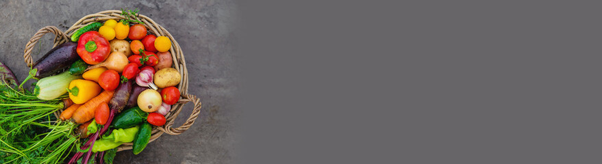 Harvest vegetables in the garden. Selective focus.