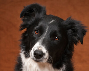 Border Collie Portrait