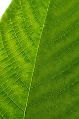 Fototapeta na wymiar Green hazel leaf close up with yellow veins. Close up.