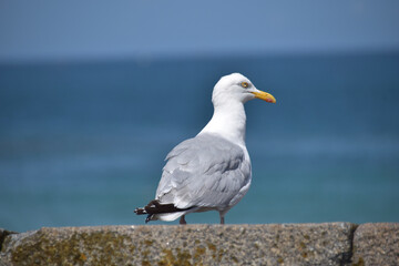 A solitary seagull perched on a stone wall overlooking the calm blue ocean on a sunny day, showcasing its white feathers and yellow beak.