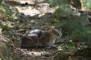 Naklejka na ściany i meble Eine junge getigerte Katze in der Wildness in einem Wald und schaut konzentriert nach vorne