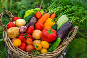 Fototapeta na wymiar Harvest vegetables in the garden. Selective focus.