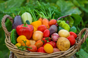 Harvest vegetables in the garden. Selective focus.