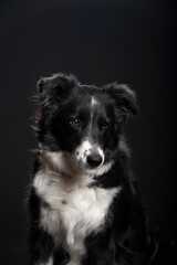 Border Collie Portrait