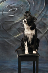 Border Collie Portrait