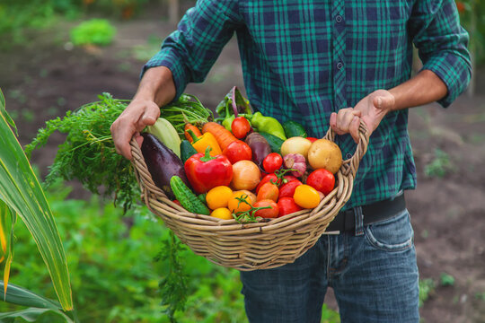 A man with a harvest of vegetables in the garden. Selective focus.