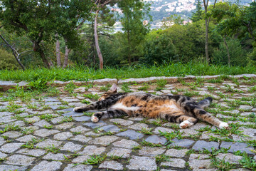 Naklejka na ściany i meble Turkish stray female cat sleeping stone pavement. Bosphorus Turkey