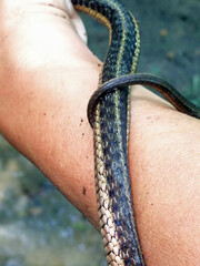 Snake tail around a wrist