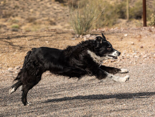 Border Collie Running