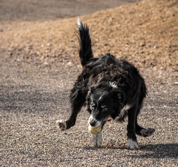 Border Collie Running with Ball