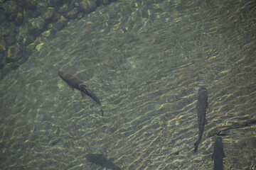 Blick von oben auf eine Wasseroberfläche. Man bis zum steinigen Boden sehen. Eine große Forelle ist sichtbar. Der Fisch ist dunkel