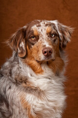 Portrait of an Australian Shepherd Dog