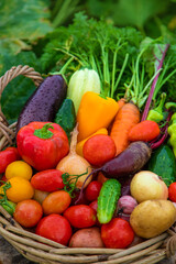Harvest vegetables in the garden. Selective focus.