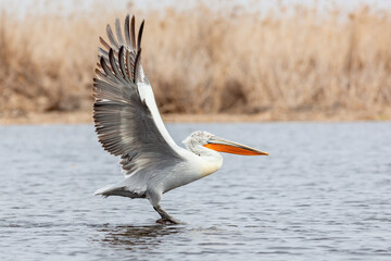 Dalmatian Pelican jumping before take off in the reeds of Volga River (near Caspian sea, Astrakhan,...