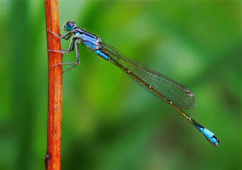 A Coenagrion Hastulatum dragonfly on the stem of a plant