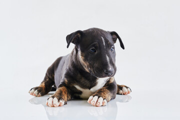 Miniature bull terrier dog lies on a white background. Funny Dark Bull terrier puppy - studio portrait.