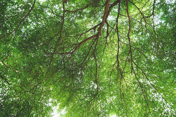 Texture of green leaves of trees in forest. Natural background, Spreading branches, canopy and fresh foliage of a beautiful leafy green tree in summer sunshine,tree with spread branch and green leaves
