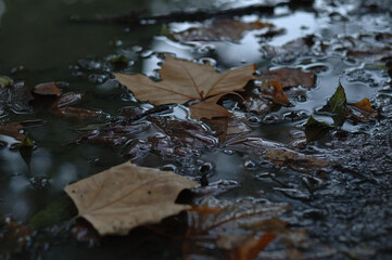 autumn leaves on the water