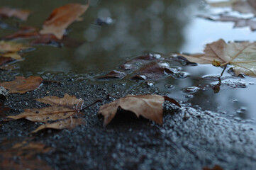 autumn leaves on the water