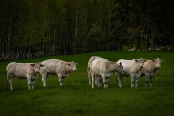 Obraz premium White cows with golden suit on green pasture land near Nejdek town