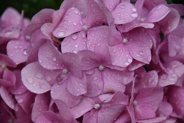 Nahaufnahme einer blühenden rosa Blüte einer hortensie mit wassertropfen 
