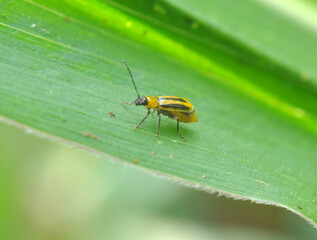 On the plant Western corn beetle