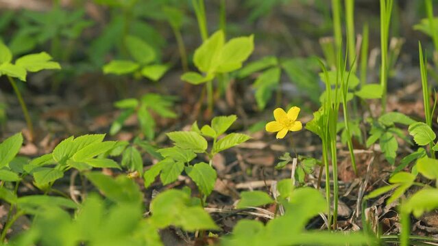 Yellow wood anemone. Yellow forest flowers sway in the wind. Anemone ranunculoides. Slow motion.