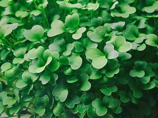 Micro green leaves