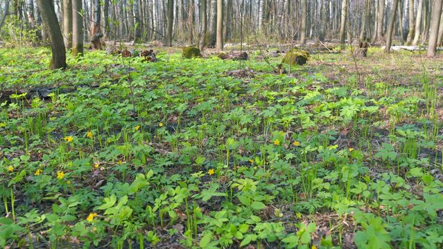 Yellow wood anemone. Yellow forest flowers sway in the wind. Anemone ranunculoides. Wide shot.