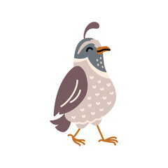 Quail animal bird. Cute quail, vector childish illustration in flat style. Cartoon of quail animal isolated on white background