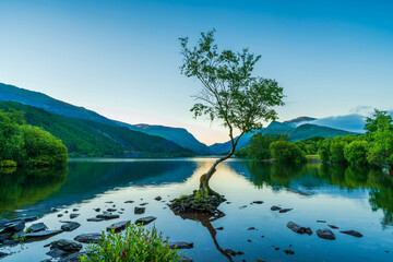 Lone Tree on Llyn Padarn lake in LLanberis at dawn, Wales, UK