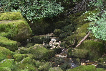 Mit Moos bedeckte Steine liegen in einem Wald und sehen aus wie das Land von Feen und Elfen