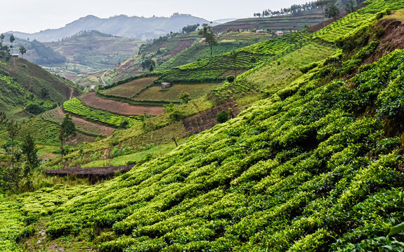Teeplantage