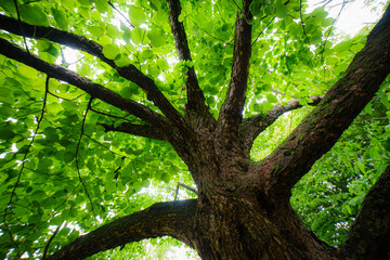 detail from a Mediterranean park on the Adriatic coast, Croatia, sunny day, summer
