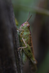 Saltamontes rosa y verde