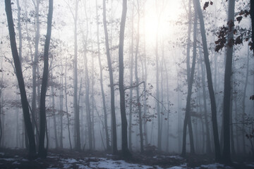 Mist in the woods at winter
