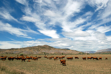Free Range Cattle with Mountains