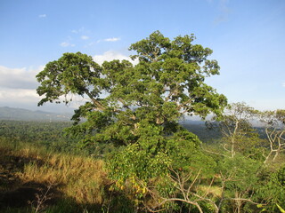 Fototapeta na wymiar tree in savanna